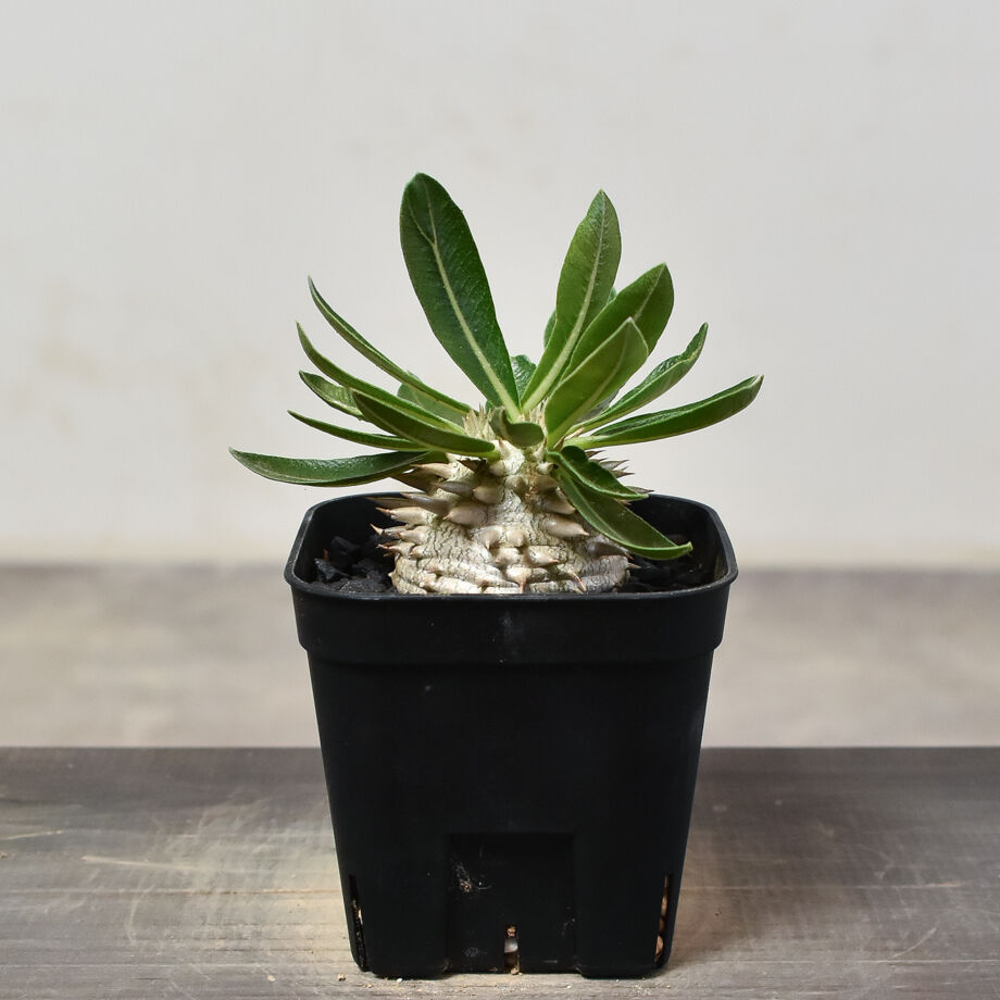 パキポディウム デンシカウレ 恵比寿大黒 実生 パキポディウム・デンシカウレ 