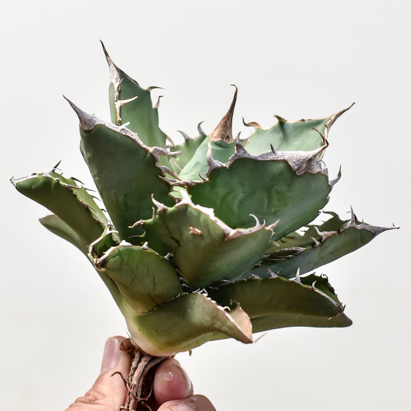 アガベ チタノタ 