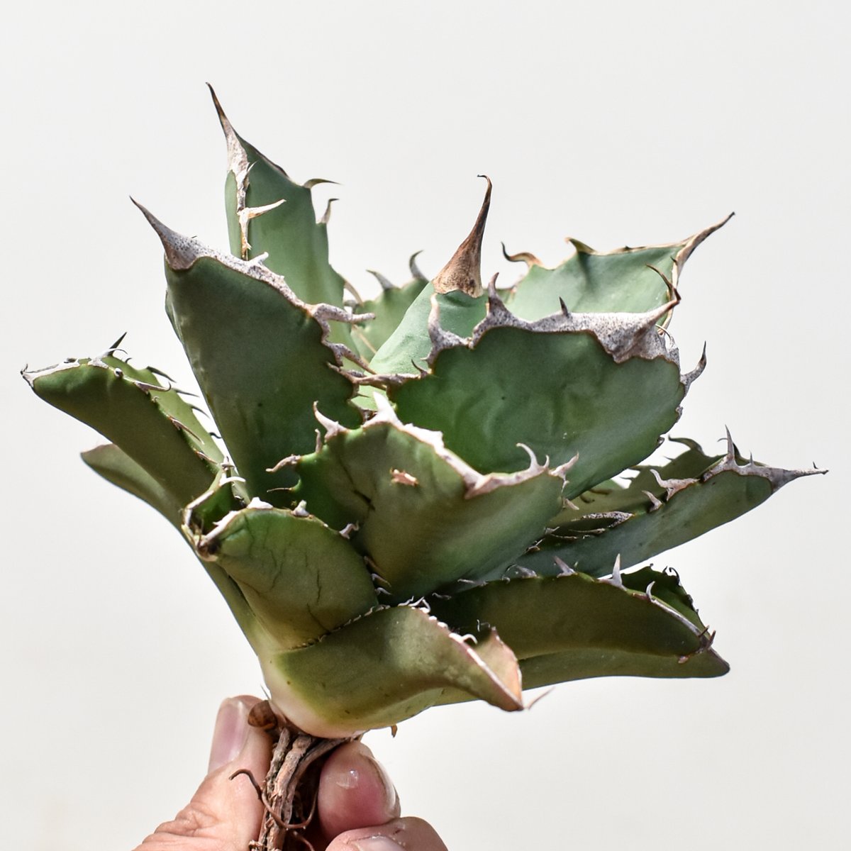 アガベ　チタノタ　金鷹 アガベ チタノタ 