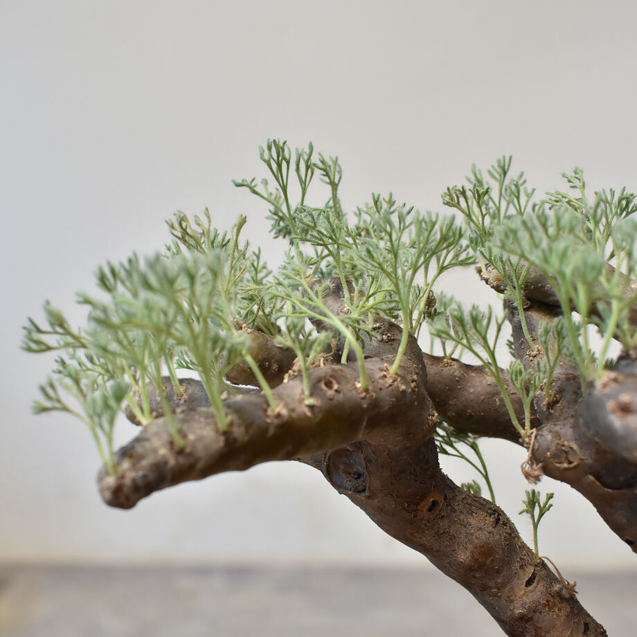 サルコカウロン ムルチフィズム 