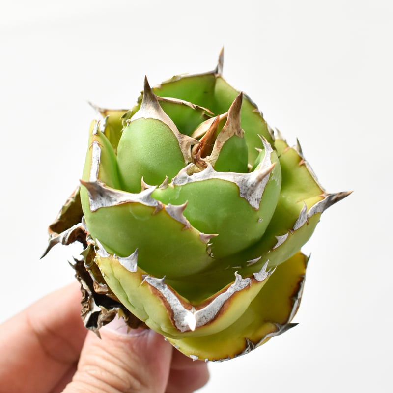 アガベ チタノタ DENNIS達摩【台湾DENNIS産/発根済み/中株】A DN250103