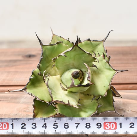 アガベ チタノタ ハデス / 黒帝斯、恐竜牙歯 【台湾 dragon agave産/TC子株/抜き苗】5 DG2401607