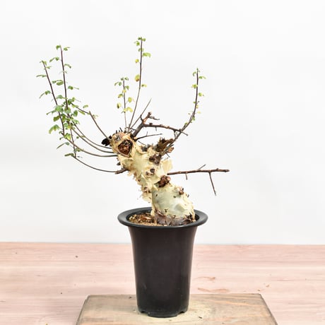 コミフォラ　エミニー　現地球　カタフ　モンストローサ　ターカネンシス　エイル CATEGORY コミフォラ | hanayoshi-botanical