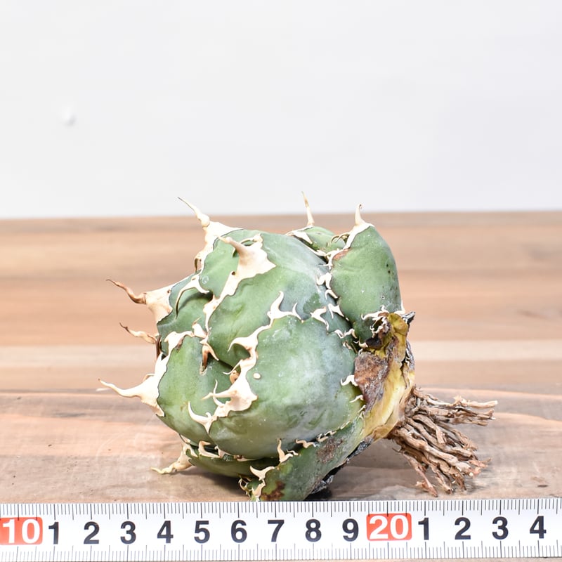 RAFLUM特選株】アガベ チタノタ “精品白鯨” 【台湾 dragon agave