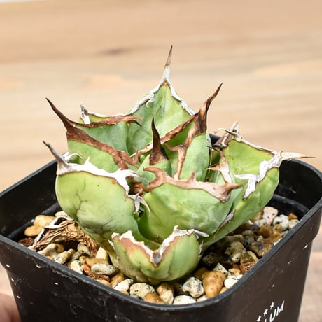 CATEGORY アガベ チタノタ 