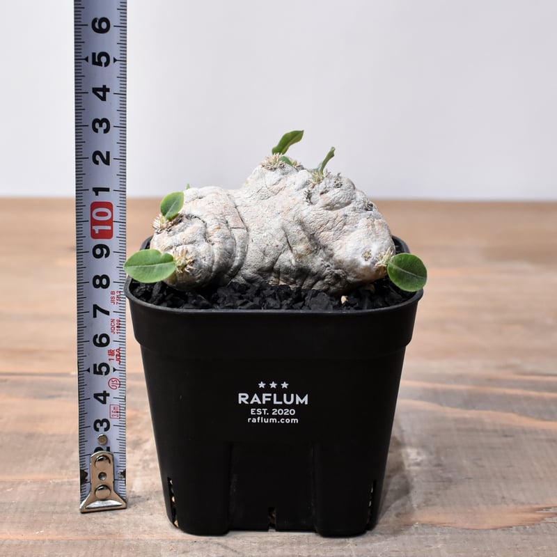 パキポディウム ブレビカウレ 