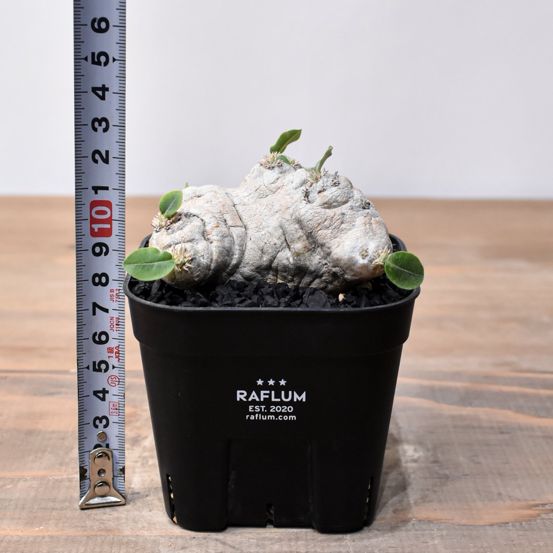 恵比寿笑　ブレビカウレ　検）グラキリス　パキプス パキポディウム ブレビカウレ 