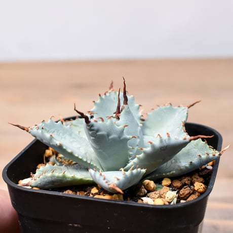 アガベ ハイブリット 日系イシスメンシス×象牙妖炎（陽炎エボリ）【台湾botanical_seeker産】RF25011394