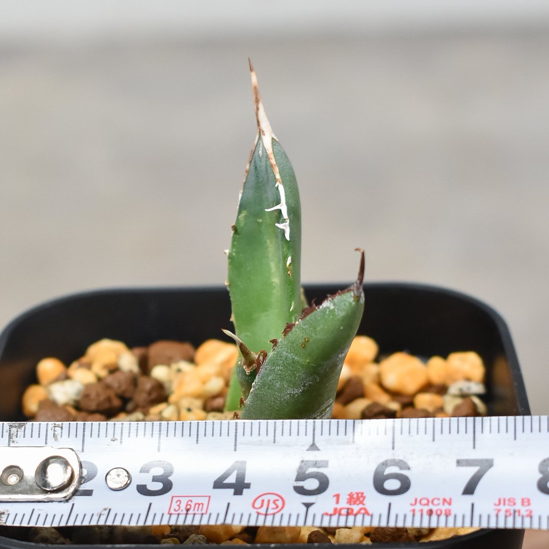 アガベ　チタノタ　鳳凰　フェニックス　#020 アガベ チタノタ フェニックス 