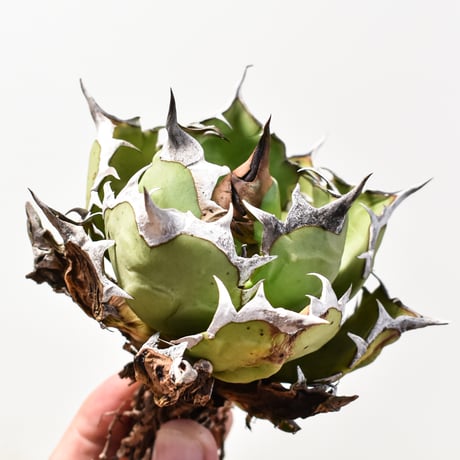 上澳園芸】アガベ チタノタ 姫巌龍 覆輪斑 極美極上株 上澳園芸