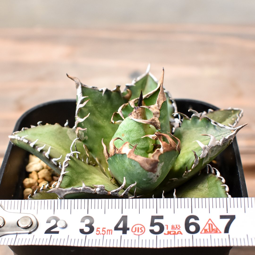 アガベ チタノタ 