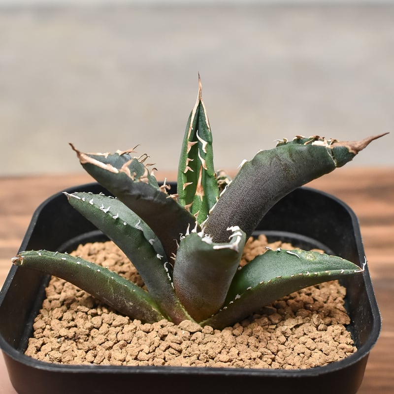 アガベ チタノタ 白火焔 特大 from rize】 アガベ・チタノタ 白