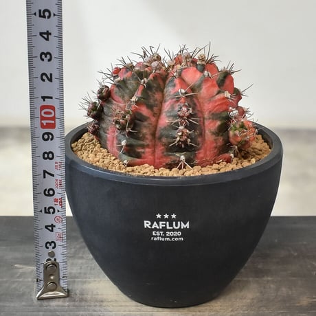 ギムノカリキウム ミハノビッチ "緋牡丹錦"（発根済み）RF231007(T)