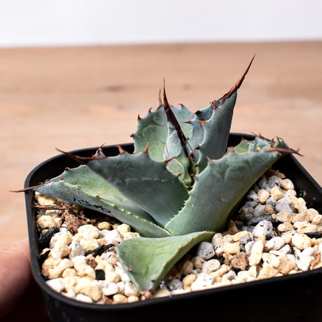 CATEGORY アガベ ハイブリット 曙光 ×（パラサナ、イシスメンシス