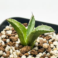 ユタエンシス エボリスピナ 陽炎 発送済み fit=scale-down,w=1200