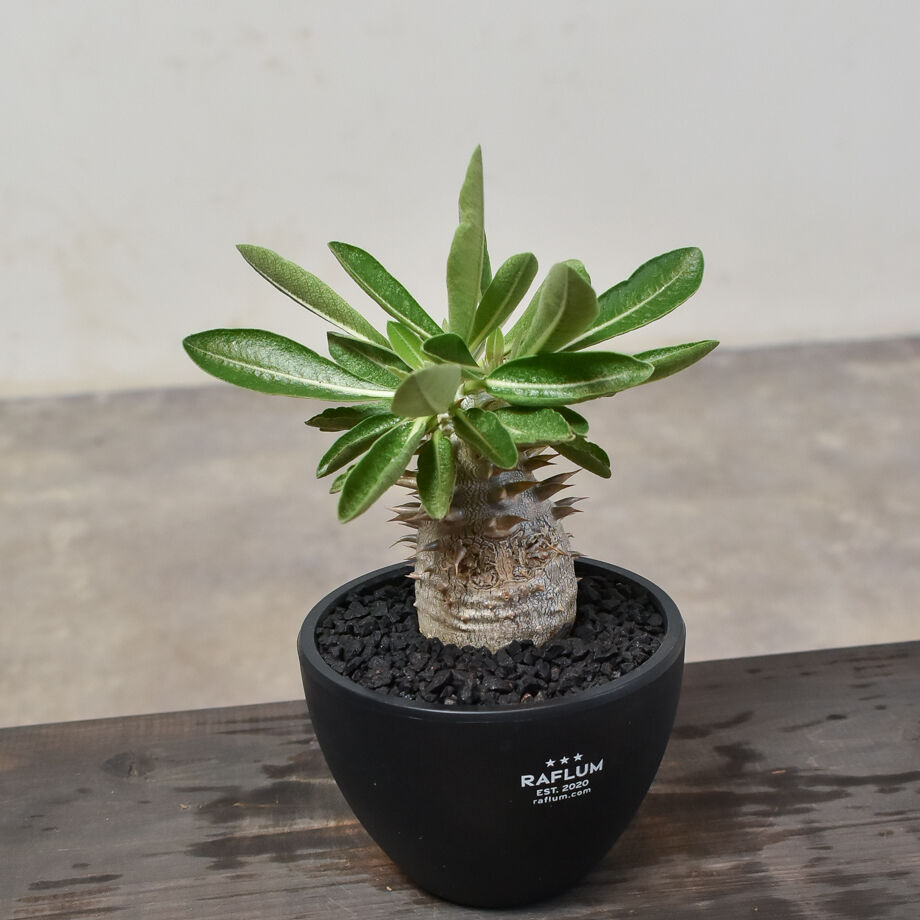 パキポディウム　デンシカウレ恵比寿大黒多頭株 パキポディウム・デンシカウレ 