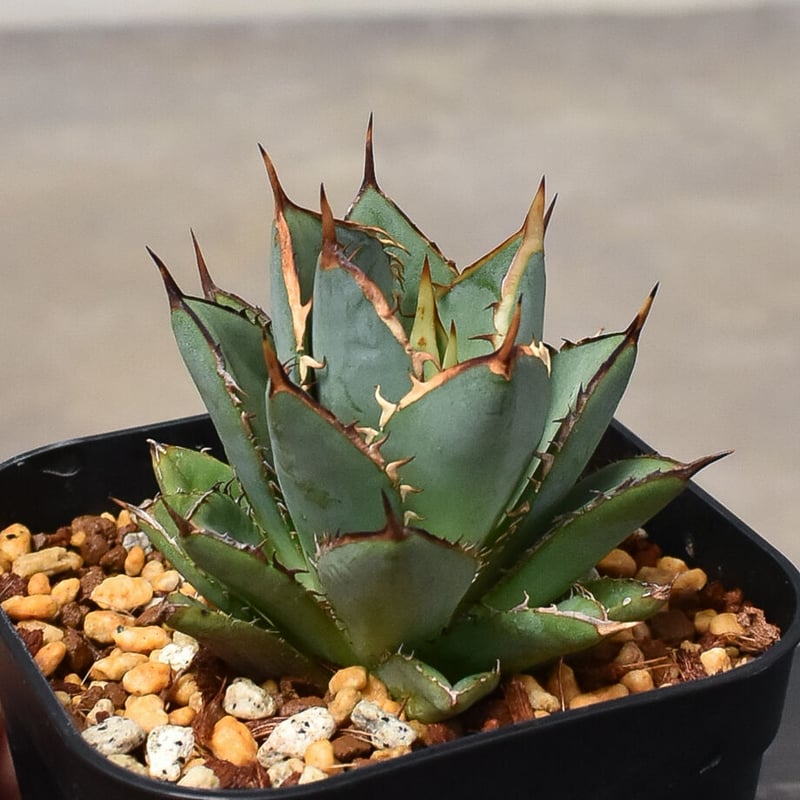 アガベ チタノタ スペード 