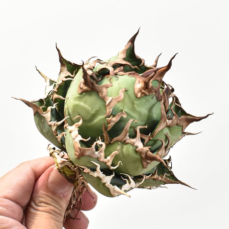 【5CLAW】アガベ チタノタ シーザー / 精品凱撒 【台湾 dragon agave産/中株/抜き苗】RFDG25010972