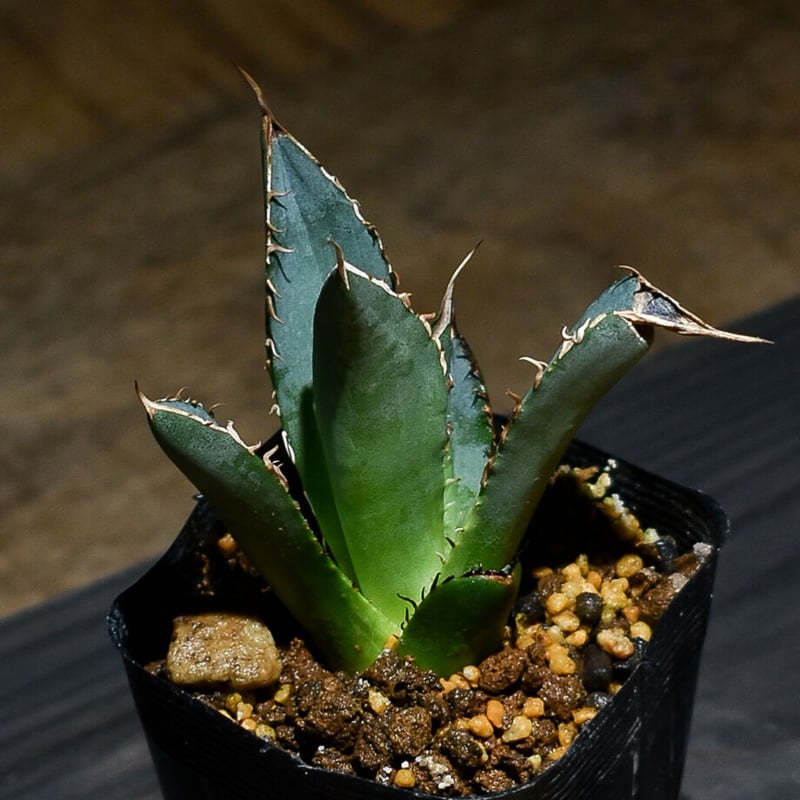 アガベ チタノタ 