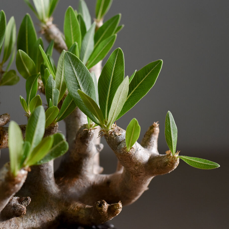 石*業様 ⚡️値下げ⚡️パキポディウム　ブレビカリックス　現地株　ブレビカリクス パキポディウム ブレビカリックス 輸入株［No.21］ × 坂本新 作