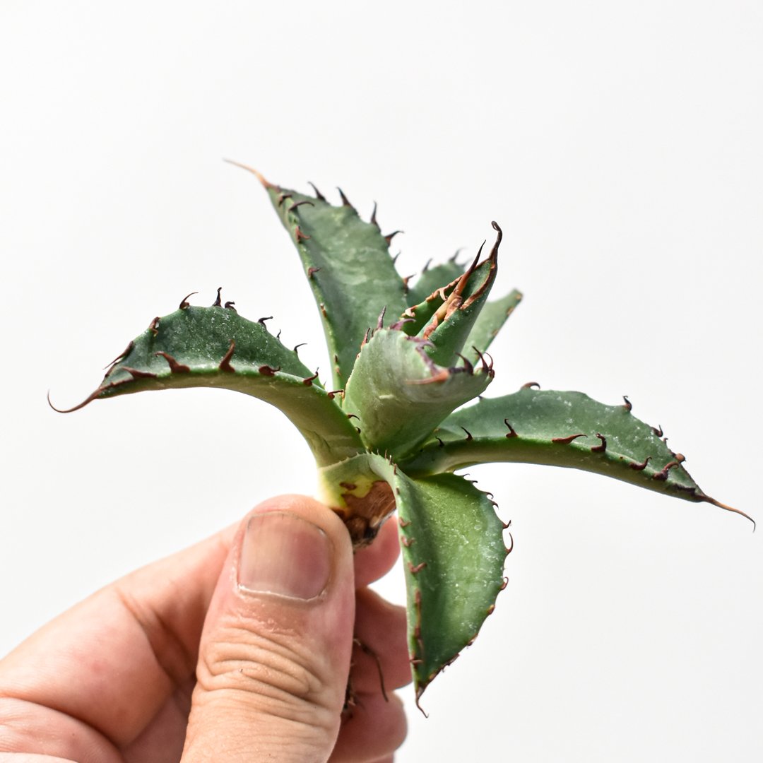 【 台湾new HYB xylonacansa × 血雷】　ハイブリッド　アガベ 台湾new HYB xylonacansa × 血雷】 ハイブリッド アガベ 【公式通販】