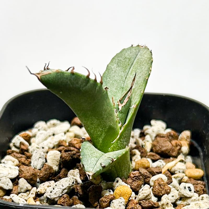 5CLAW】アガベ チタノタ 