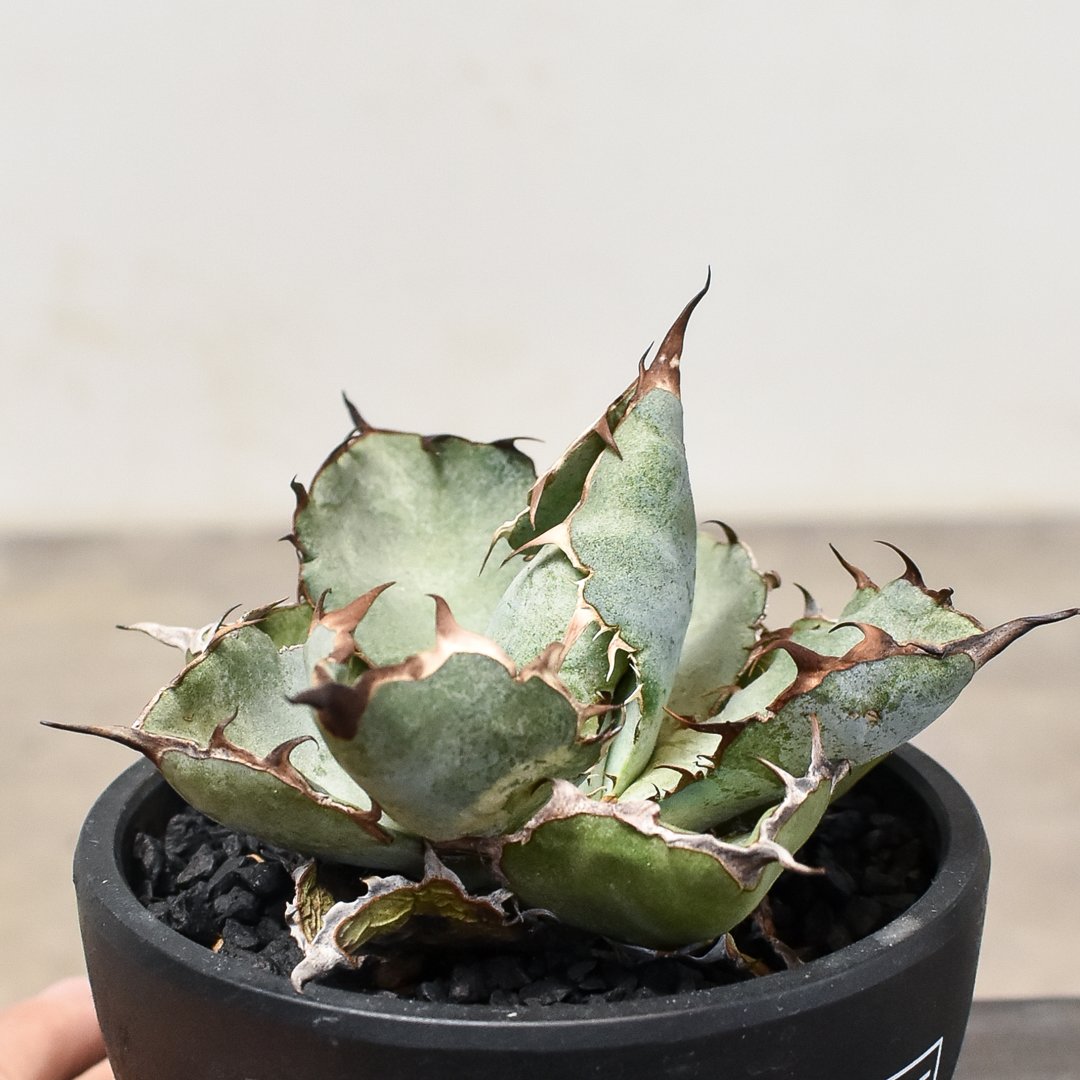 チタノタ　BB アガベ チタノタ ブラックアンドブルー/bb-20 | アガベ専門店