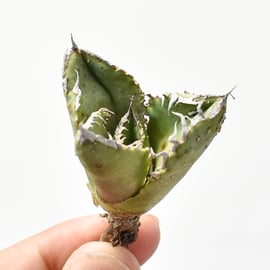 麻花　子株　ブツブツ　発根済み 麻花 子株 ブツブツ 発根済み