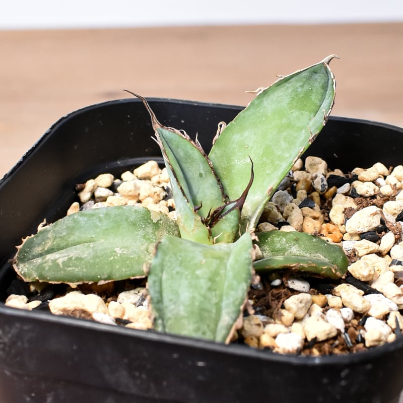 アガベ チタノタ 