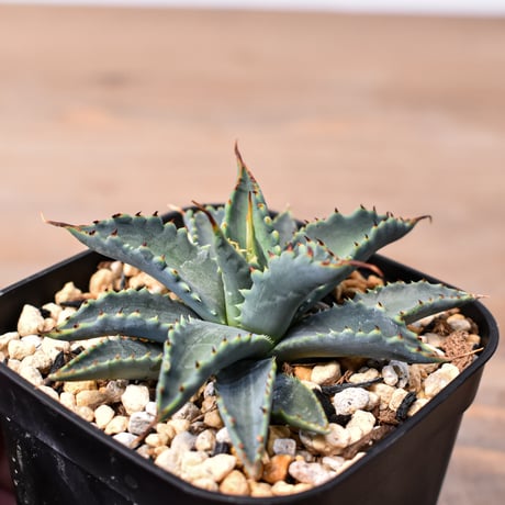 アガベ ハイブリット "特選血雷×象牙妖炎" (血斑無し個体)【台湾botanical_seeker産/選抜株】RF25011808