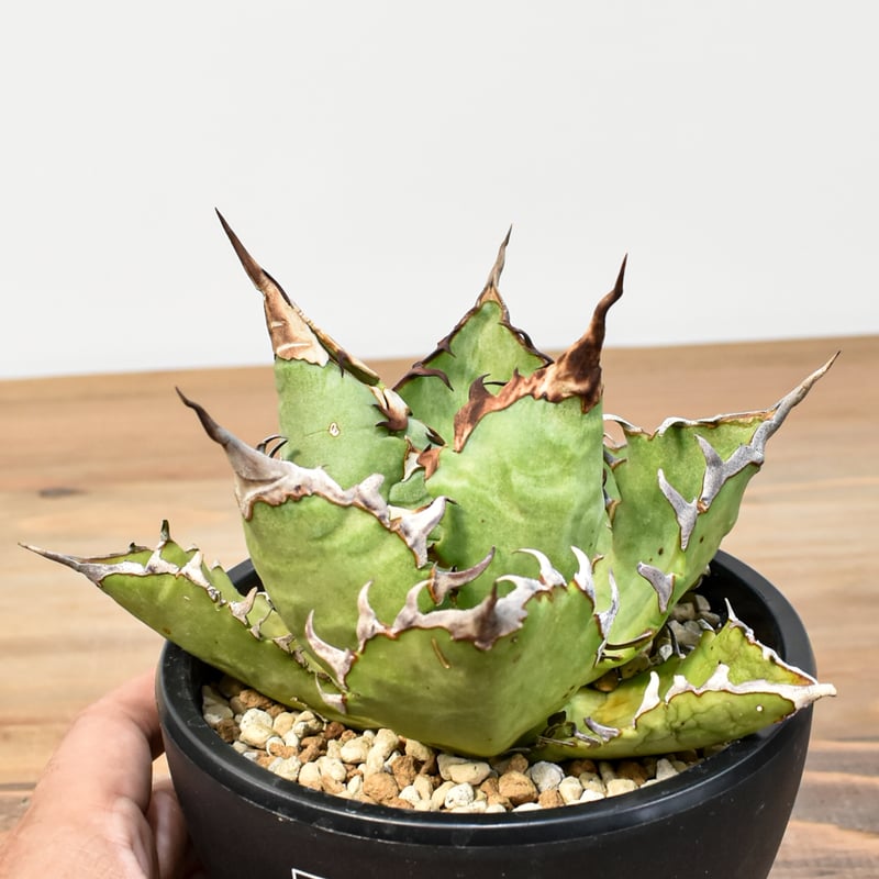 【親株】アガベチタノタ　猟豹　チーター　ドラゴンアガベ産 アガベ チタノタ チーター 