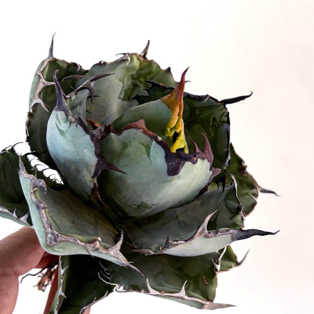 アガベ チタノタ ブラックアンドブルー / BB 藍球 