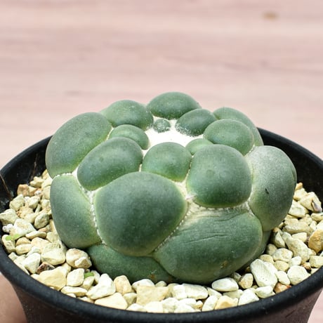 コリファンタ 刺無象牙丸 【カキ仔】RFHK-301