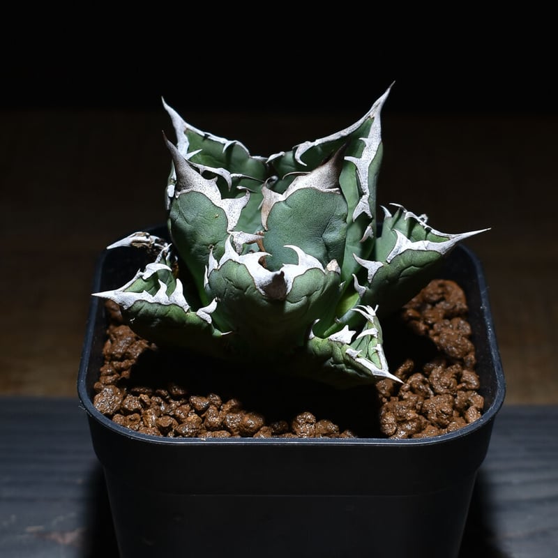 アガベ チタノタ ドワーフ ボールタイプ “姫厳竜” （発根済み