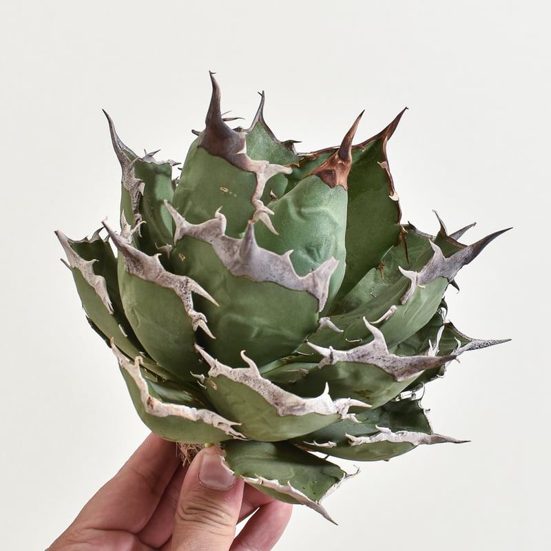 アガベ チタノタ 