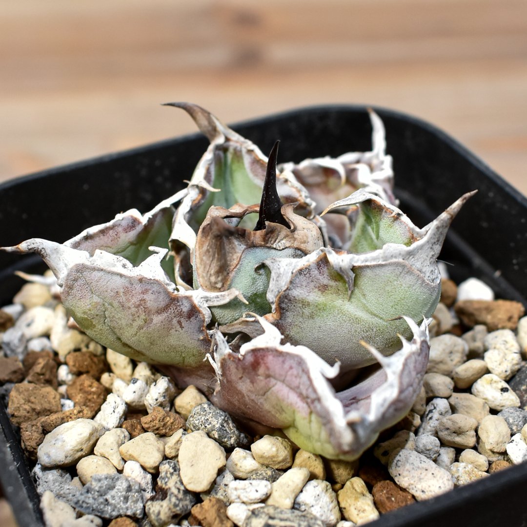 RAFLUM特選株】アガベ チタノタ ブラックアンドブルー / BB 精品藍球