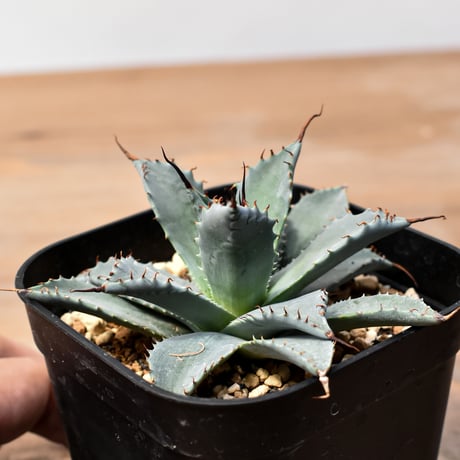 アガベ ハイブリット 日系イシスメンシス×象牙妖炎（陽炎エボリ）【台湾botanical_seeker産】RF25011393
