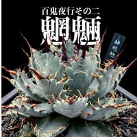 カリフォリニア産】アガベ チタノタ ブラックアンドブルー 