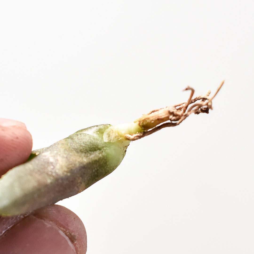 アガベ チタノタ 大黄蜂 バンブルビー OC 親株 【Priki Plants】 アガベ チタノタ 大黄蜂 バンブルビー OC 親株 【Priki Plants】