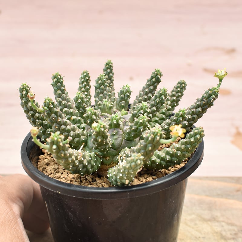 観葉植物 値下げ ユーフォルビア ガムケンシス 良形