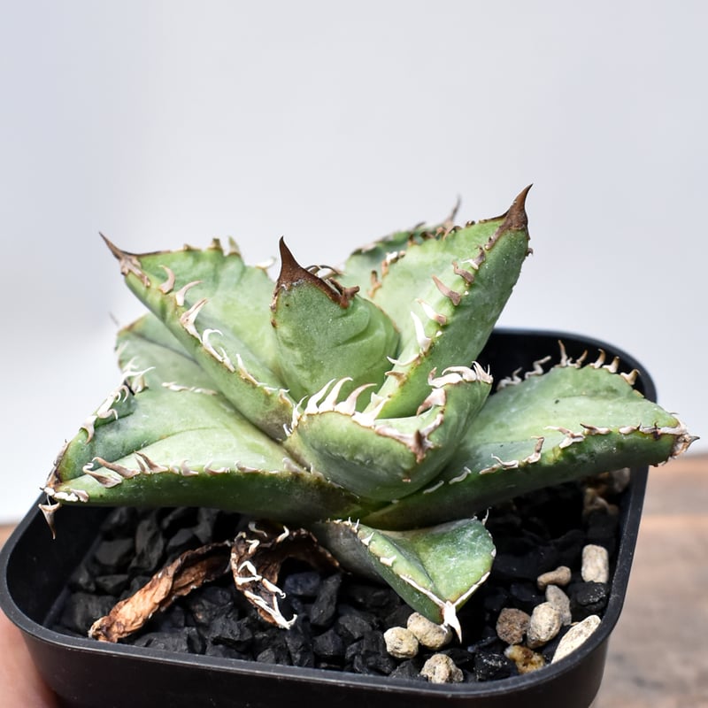 アガベ チタノタ 