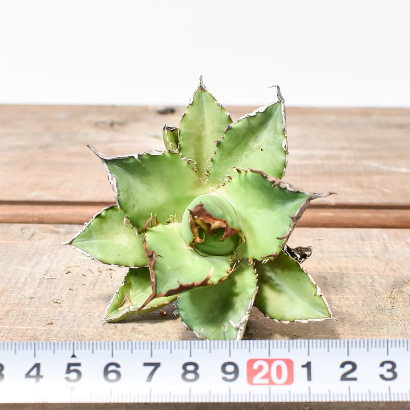 アガベ オテロイ ゼウス実生 星1 子株 zeus アガベ オテロイ 夕映厳竜