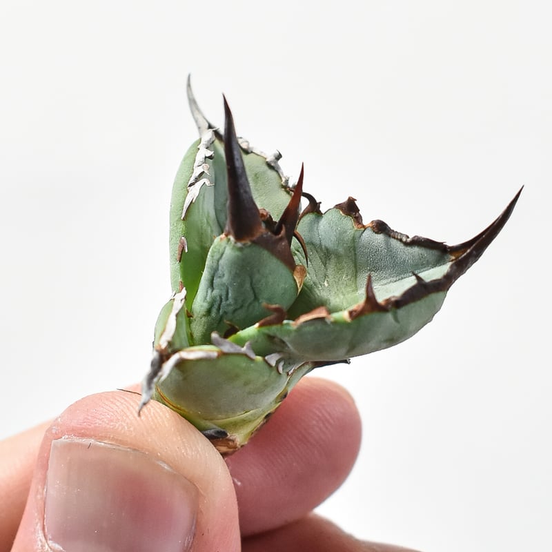 アガベ チタノタ DENNIS B05 【台湾DENNIS産/発根済み/子株】DN24028