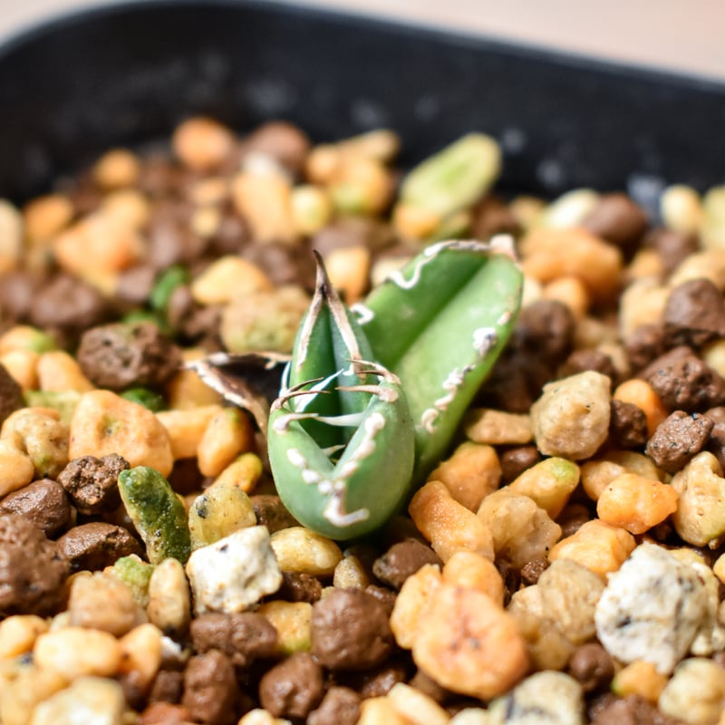 アガベ チタノタ 