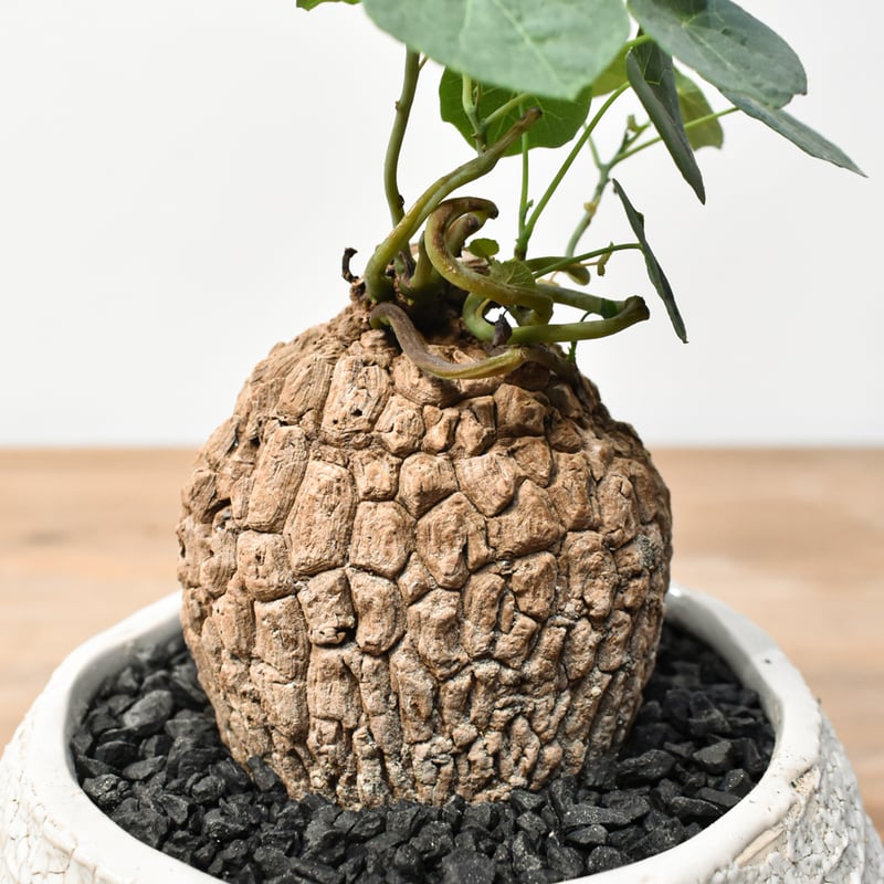 ※テル【極上美株/塊根植物】ステファニア スベローサ　特大美株　発根済み ステファニア スベローサ【人気急上昇！！希少なこんもり株を厳選して