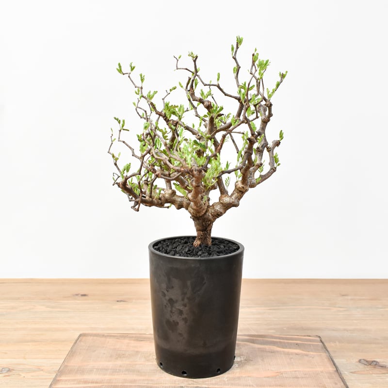 センナ メリディオナリス 【発根済み】RFKN25011194 | RAFLUM