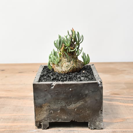 チレコドン　レティキュラーツス　万物想 チレコドン万物想 受粉作業すると地獄（種子の処理）が待ってる