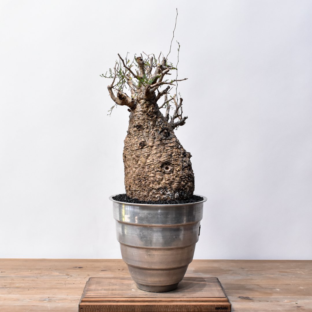 p*o様 【良株】オペルクリカリア・パキプス60 オペルクリカリア パキプス 