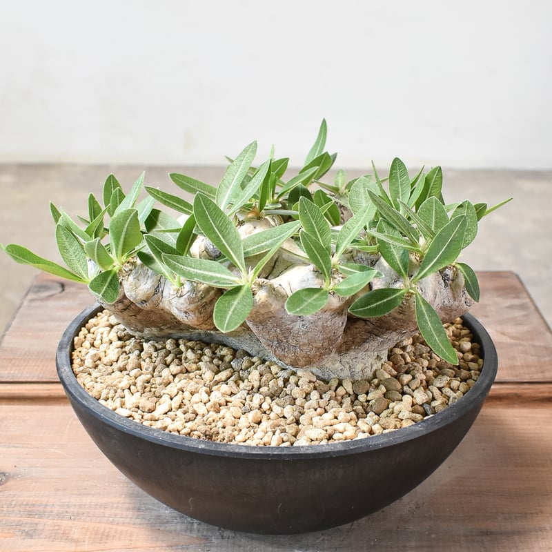 パキポディウム　ブレビカウレ　現地球　鉢のまま発送 パキポディウム・ブレビカウレ どうもっ✋CHUです 初めての塊根