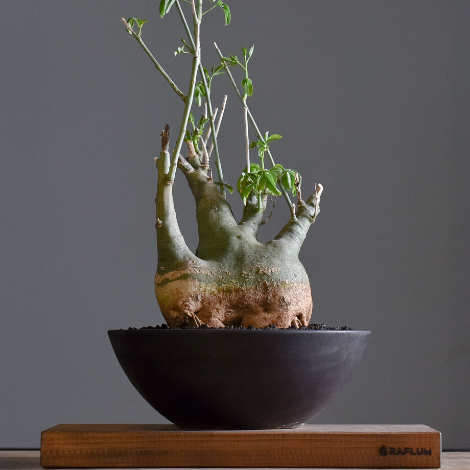 アデニアグラウカ【ツートンカラーの幹が魅力の大注目株！！】RF22211